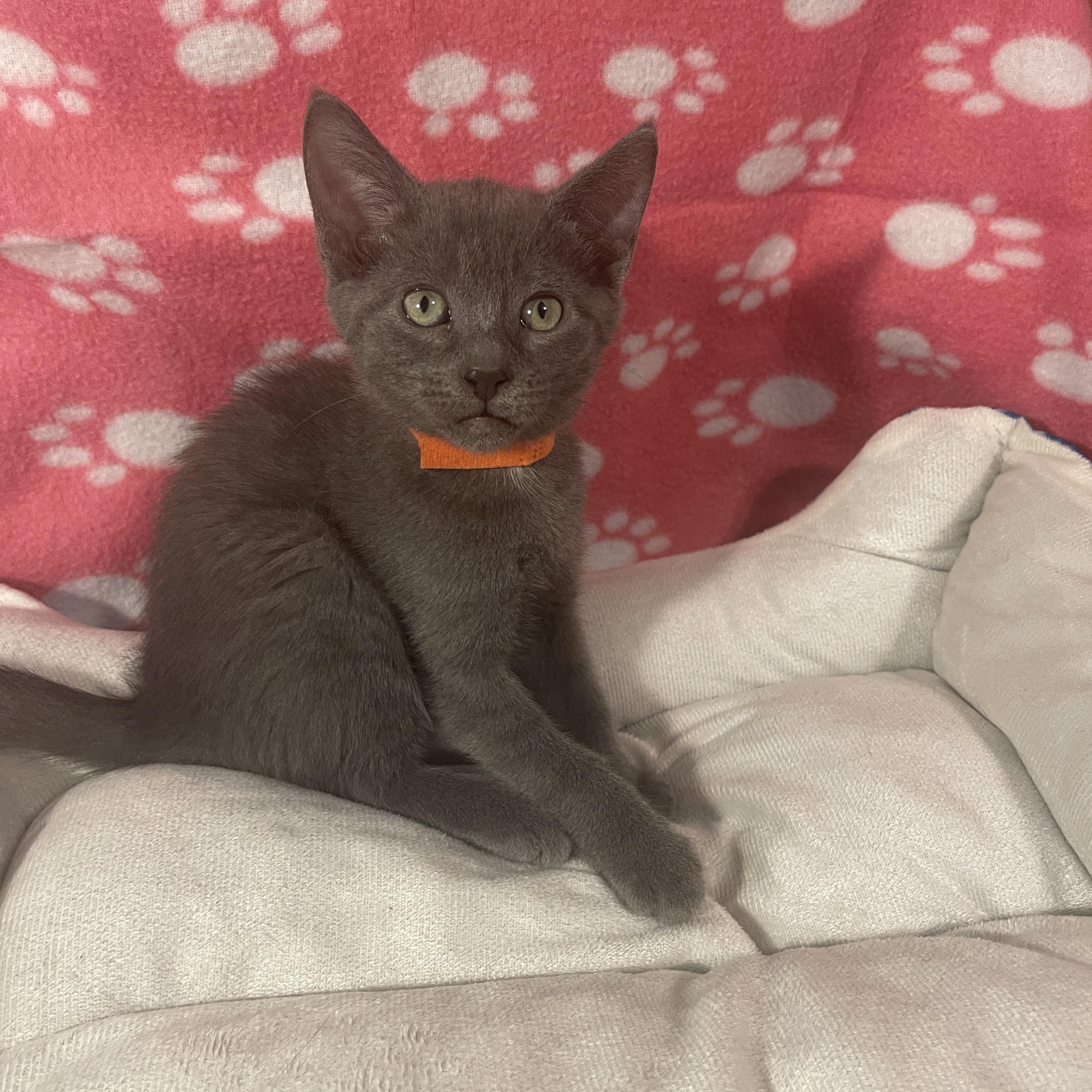 Enlarge Dr. Madison Montgomery, a Adoptable mixed breed in Intercession city , FL image 4/4
