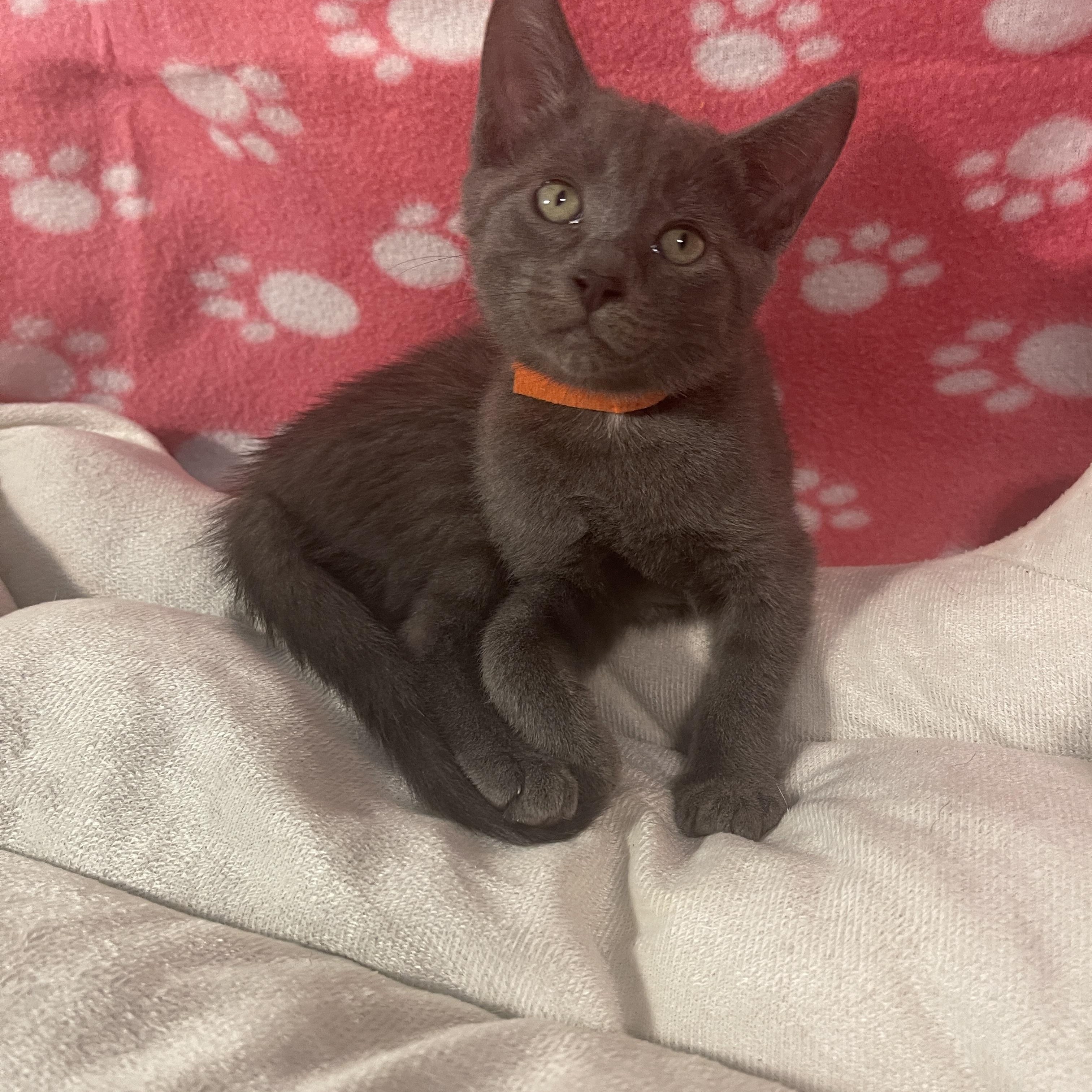 Dr. Madison Montgomery, Adoptable, Kitten Female Russian Blue & Domestic Short Hair.