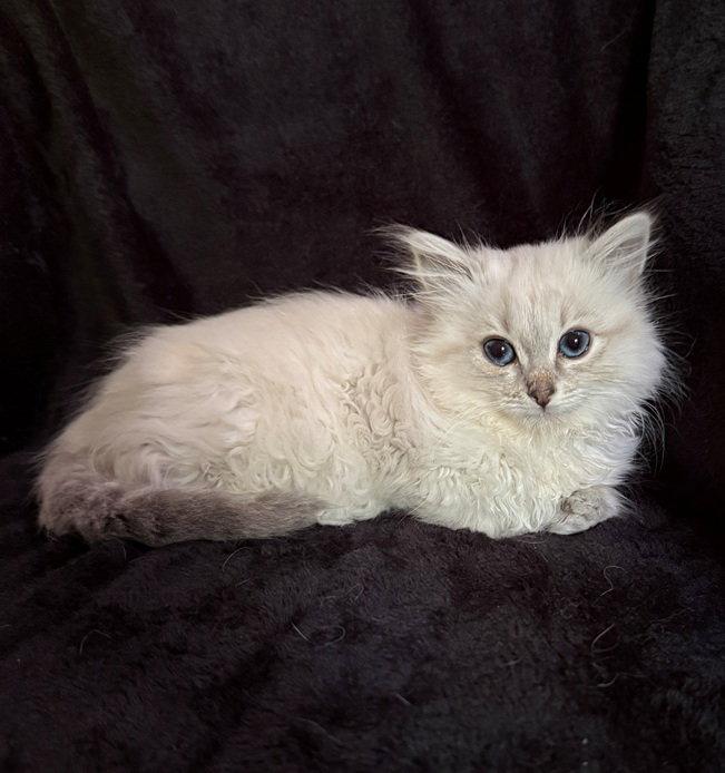 Fiona Grace, a Adopted mixed breed in Nashville, TN image 1/3