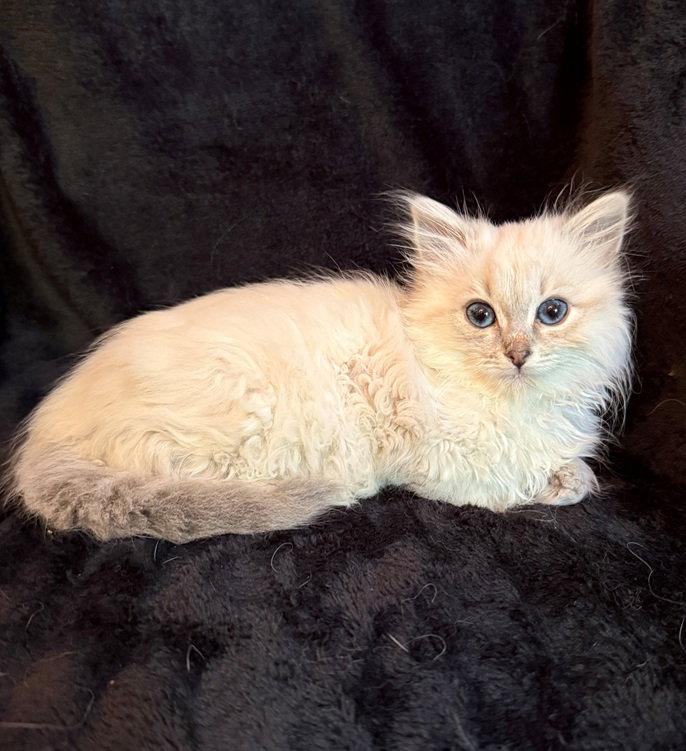 Fiona Grace, a Adopted mixed breed in Nashville, TN image 2/3