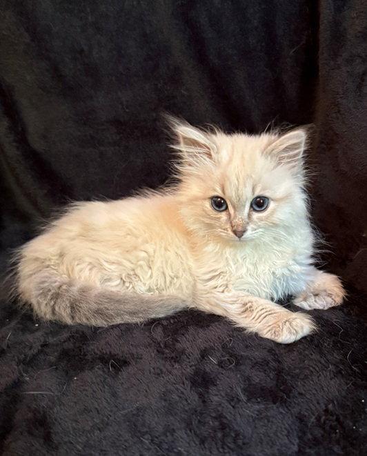 Fiona Grace, a Adopted mixed breed in Nashville, TN image 3/3