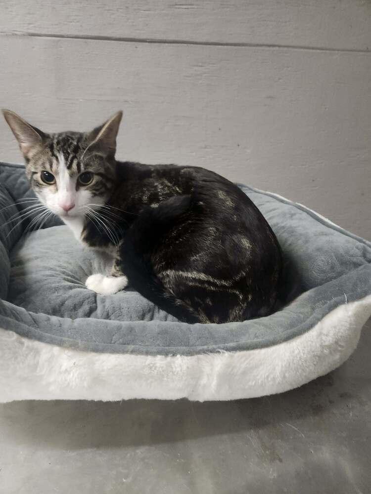 ROWAN, Adoptable, Adult Male Domestic Short Hair & Tabby.