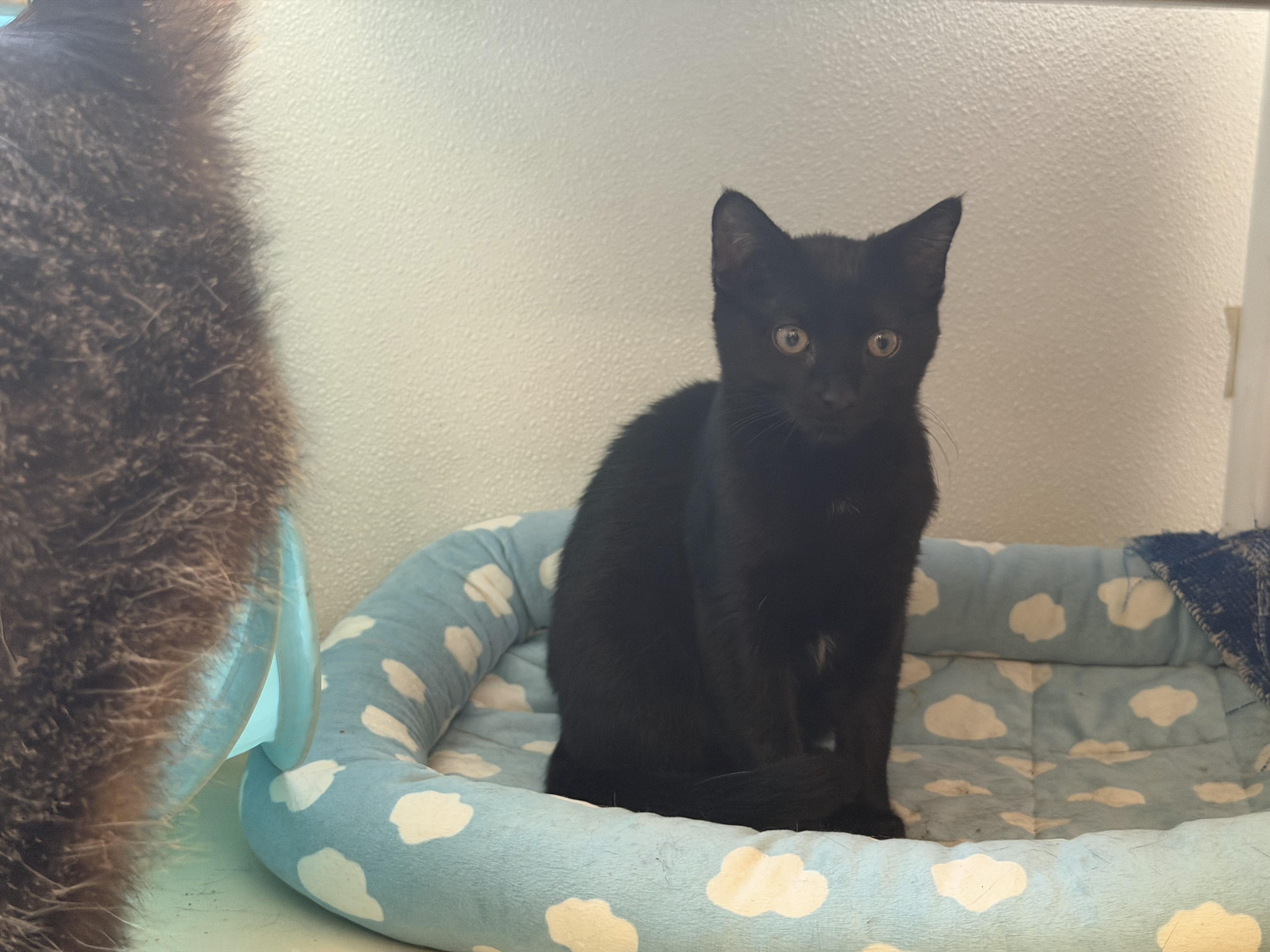 Enlarge Pyrs, a Adoptable Domestic Short Hair in Eagle River, WI image 1/1