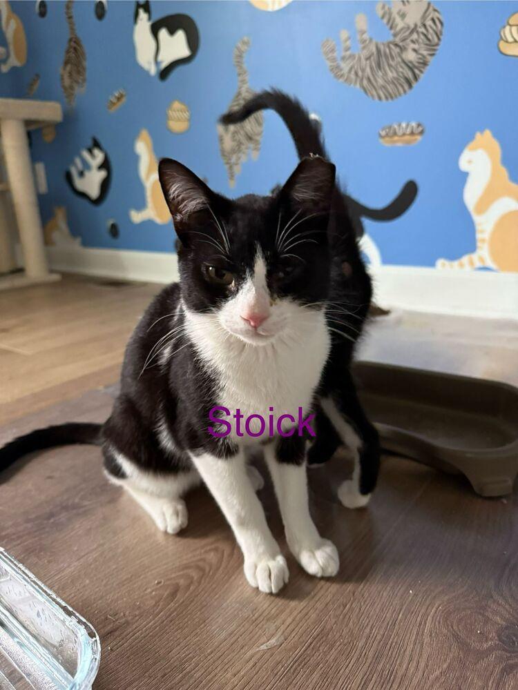 Stoick, Adoptable, Young Male Domestic Short Hair.