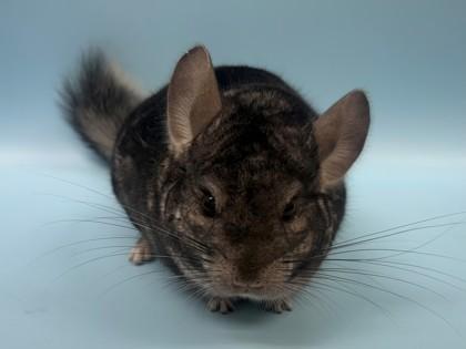 Enlarge Chai, a Adoptable Chinchilla in Woodbury, MN image 2/2