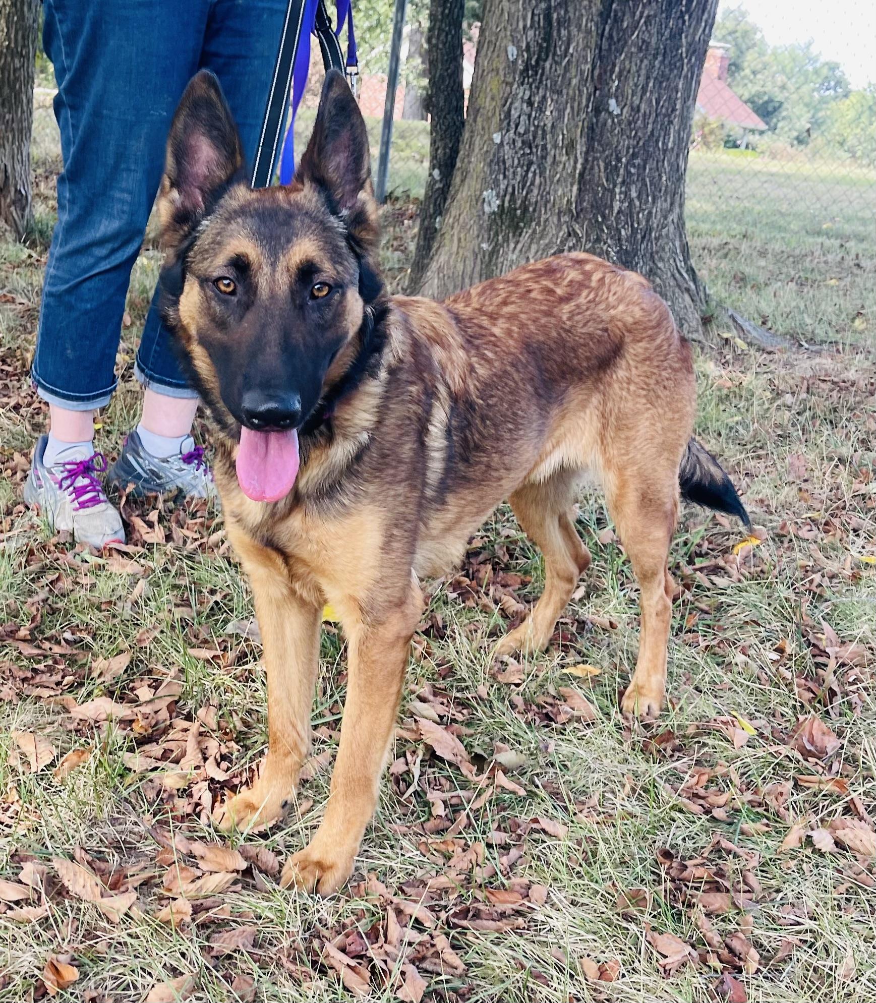Amber, Adoptable, Adult Female German Shepherd Dog.