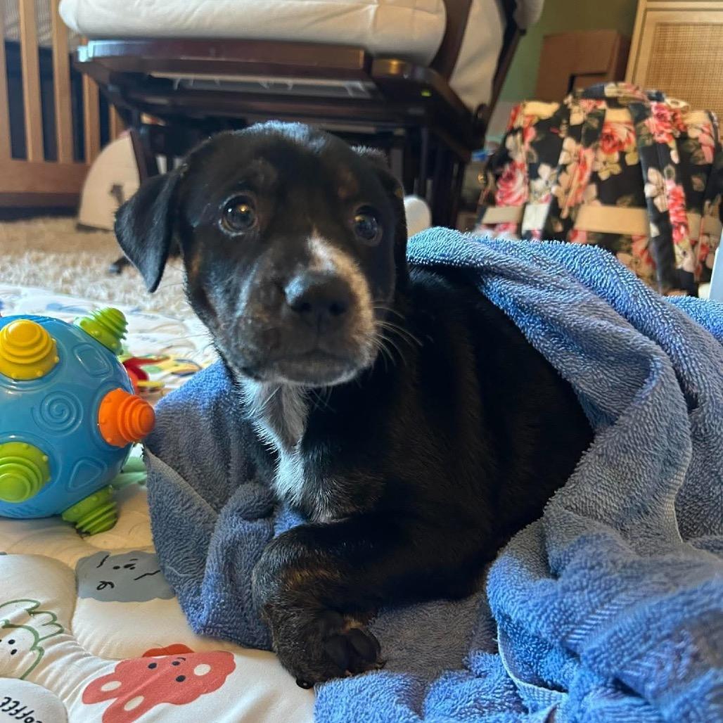 Enlarge Dolly, a Adoptable mixed breed in Clarksville, TN image 2/6