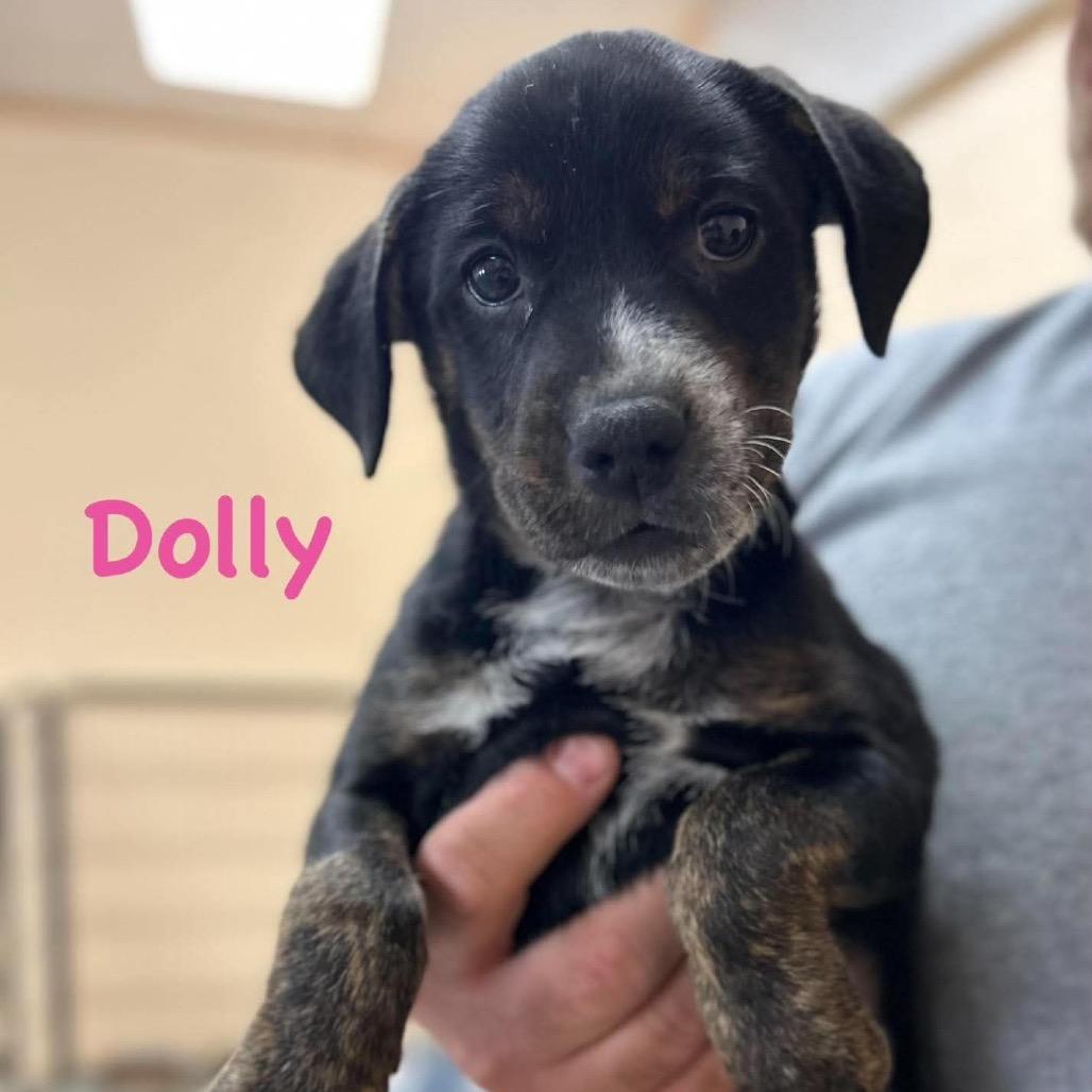 Enlarge Dolly, a Adoptable mixed breed in Clarksville, TN image 5/6