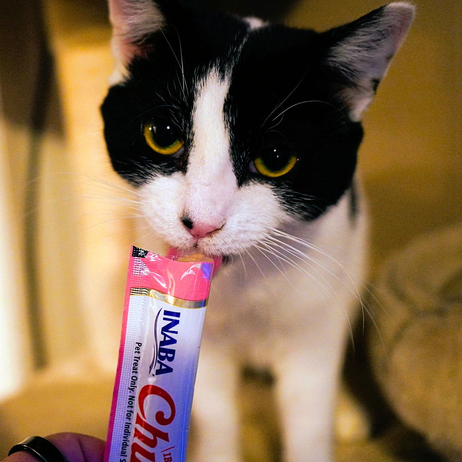 Enlarge Freya, a Adoptable Domestic Short Hair in Philadelphia, PA image 1/3