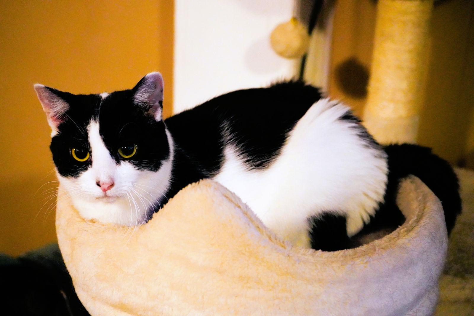 Freya, Adoptable, Adult Female Domestic Short Hair.