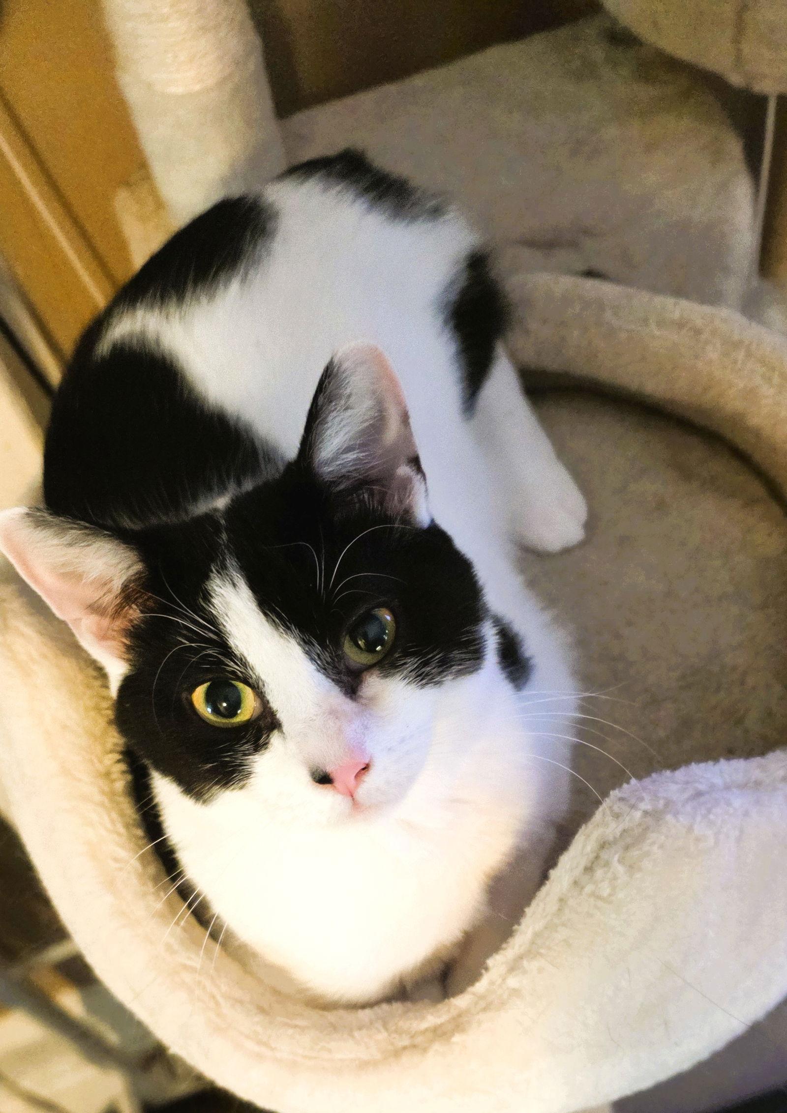 Enlarge Freya, a Adoptable Domestic Short Hair in Philadelphia, PA image 3/3