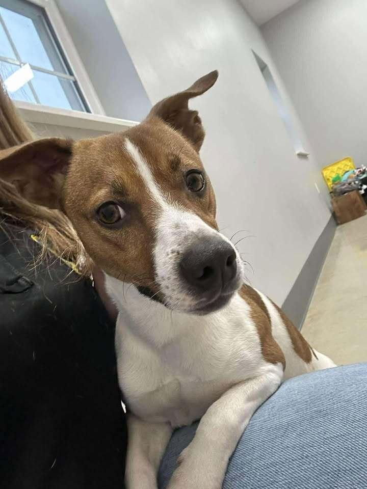 Enlarge Bolt, a Adoptable mixed breed in Hillsboro, OH image 1/2