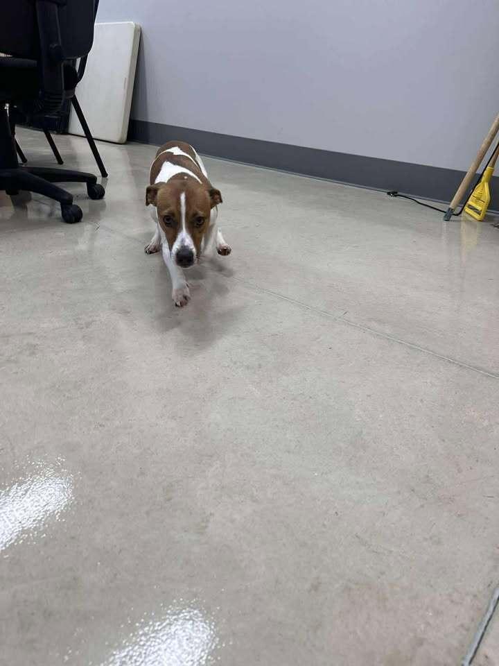 Enlarge Bolt, a Adoptable mixed breed in Hillsboro, OH image 2/2