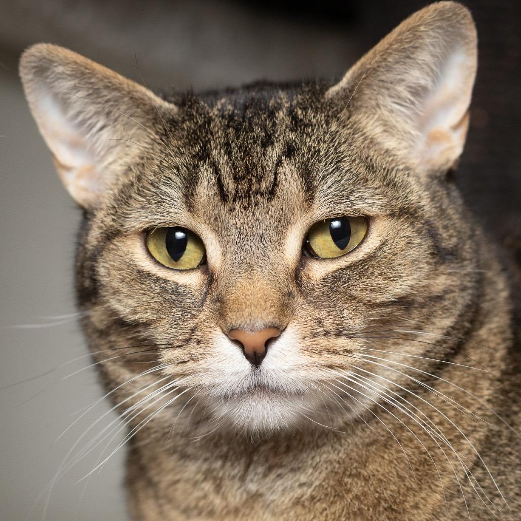 Ziggy, Adoptable, Senior Female Domestic Short Hair.