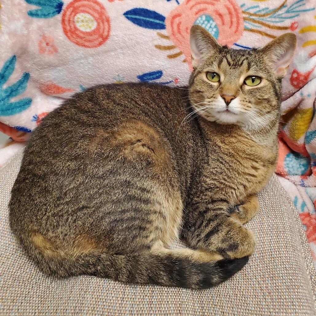 Enlarge Ziggy, a Adoptable Domestic Short Hair in Evansville, IN image 2/2