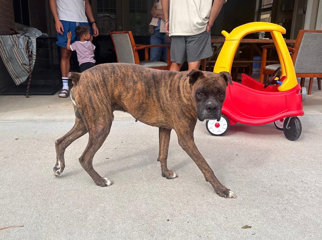 Dino, Adoptable, Senior Male Boxer.