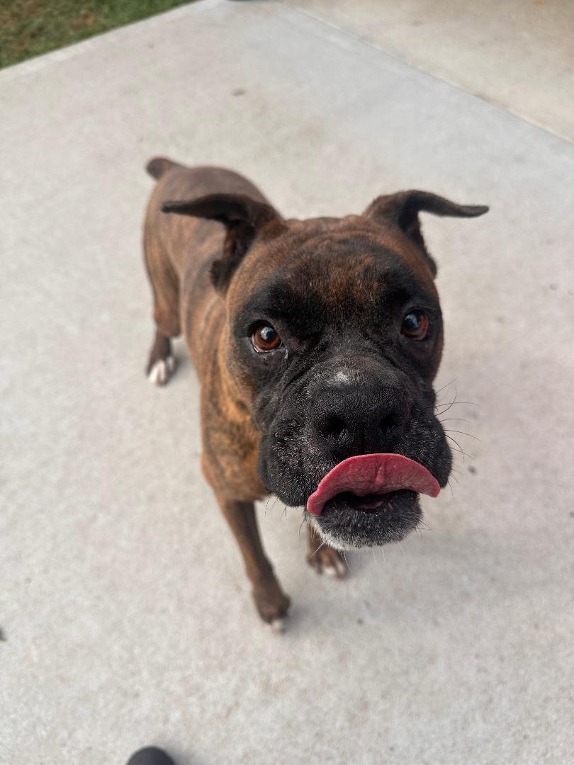 Enlarge Dino, a Adoptable Boxer in Houston, TX image 5/5