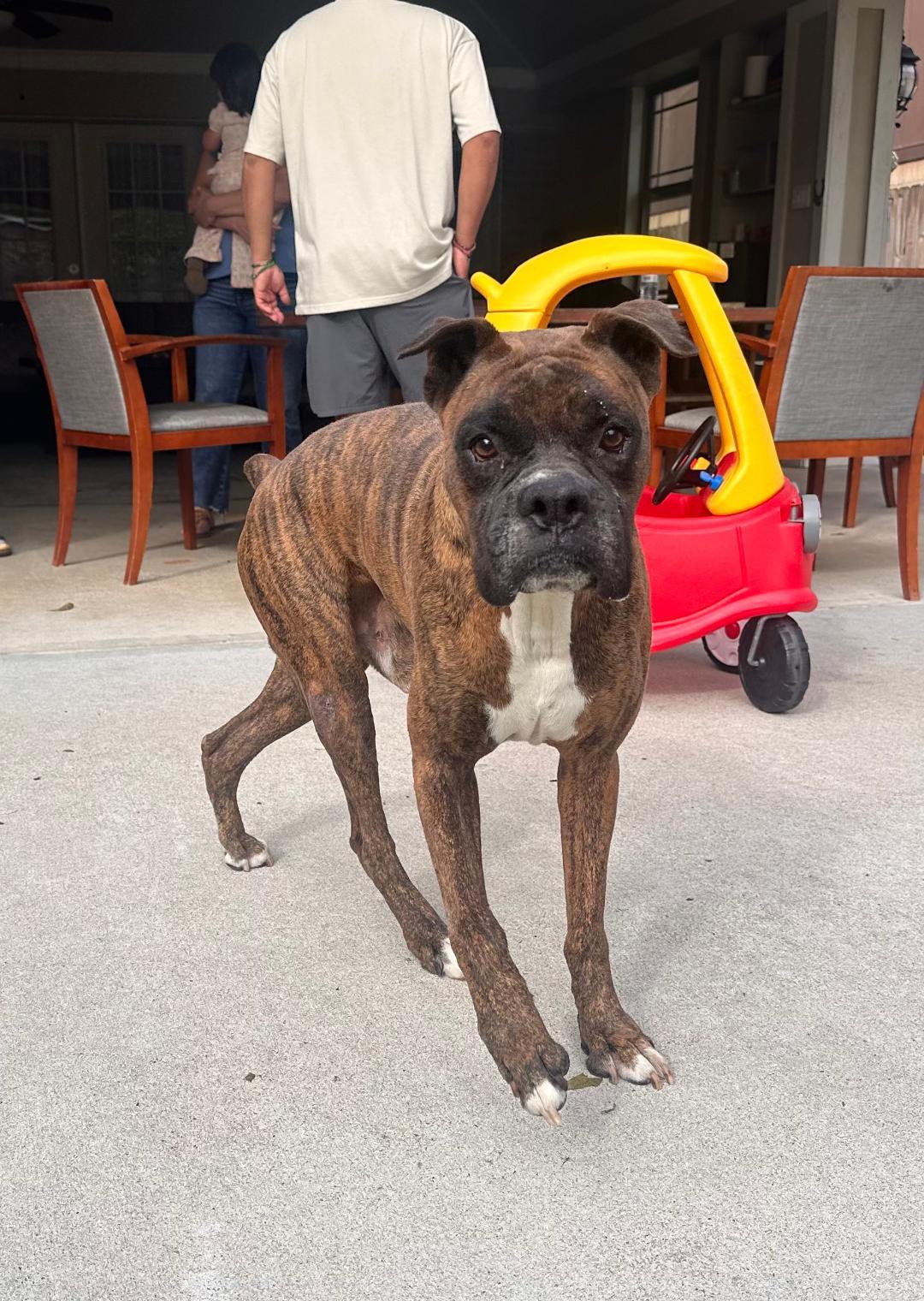 Enlarge Dino, a Adoptable Boxer in Houston, TX image 4/5