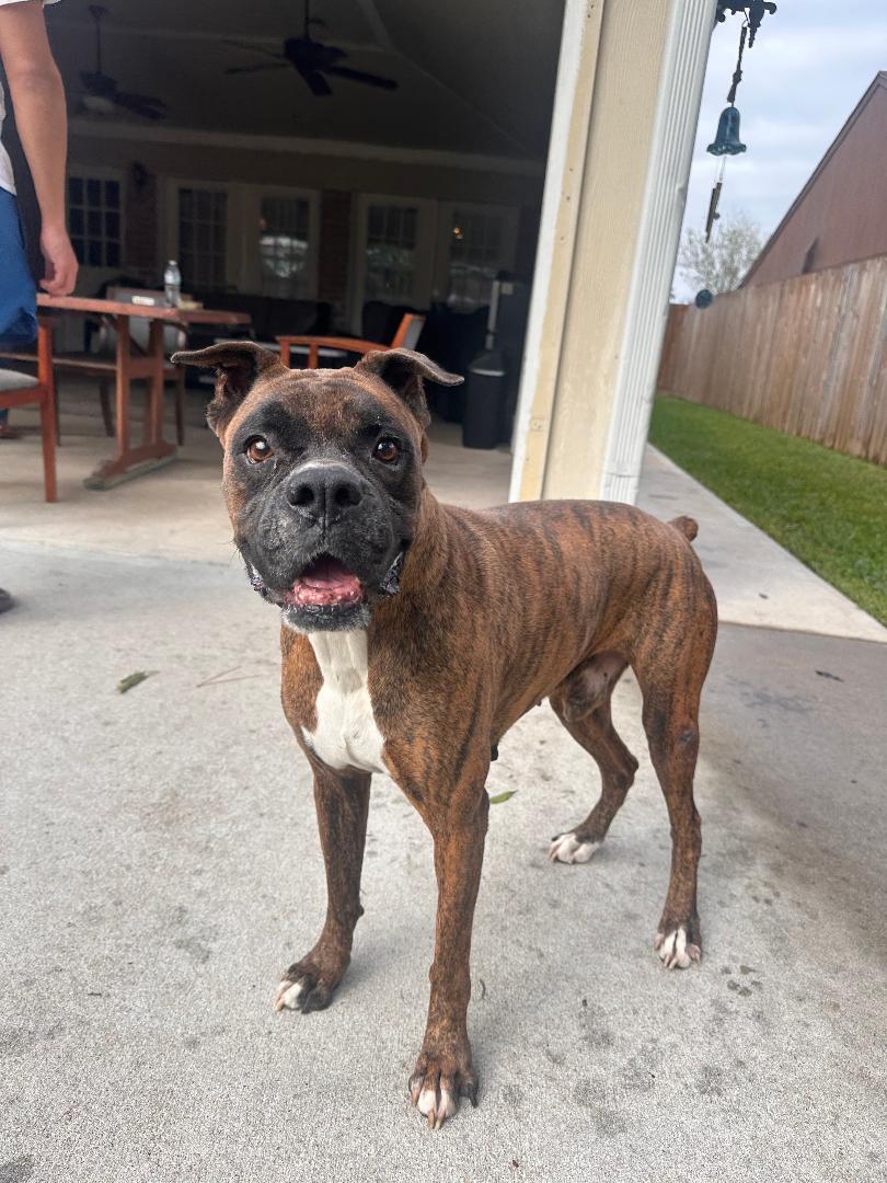 Dino, Adoptable, Senior Male Boxer.