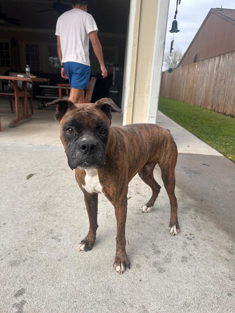 Enlarge Dino, a Adoptable Boxer in Houston, TX image 3/5