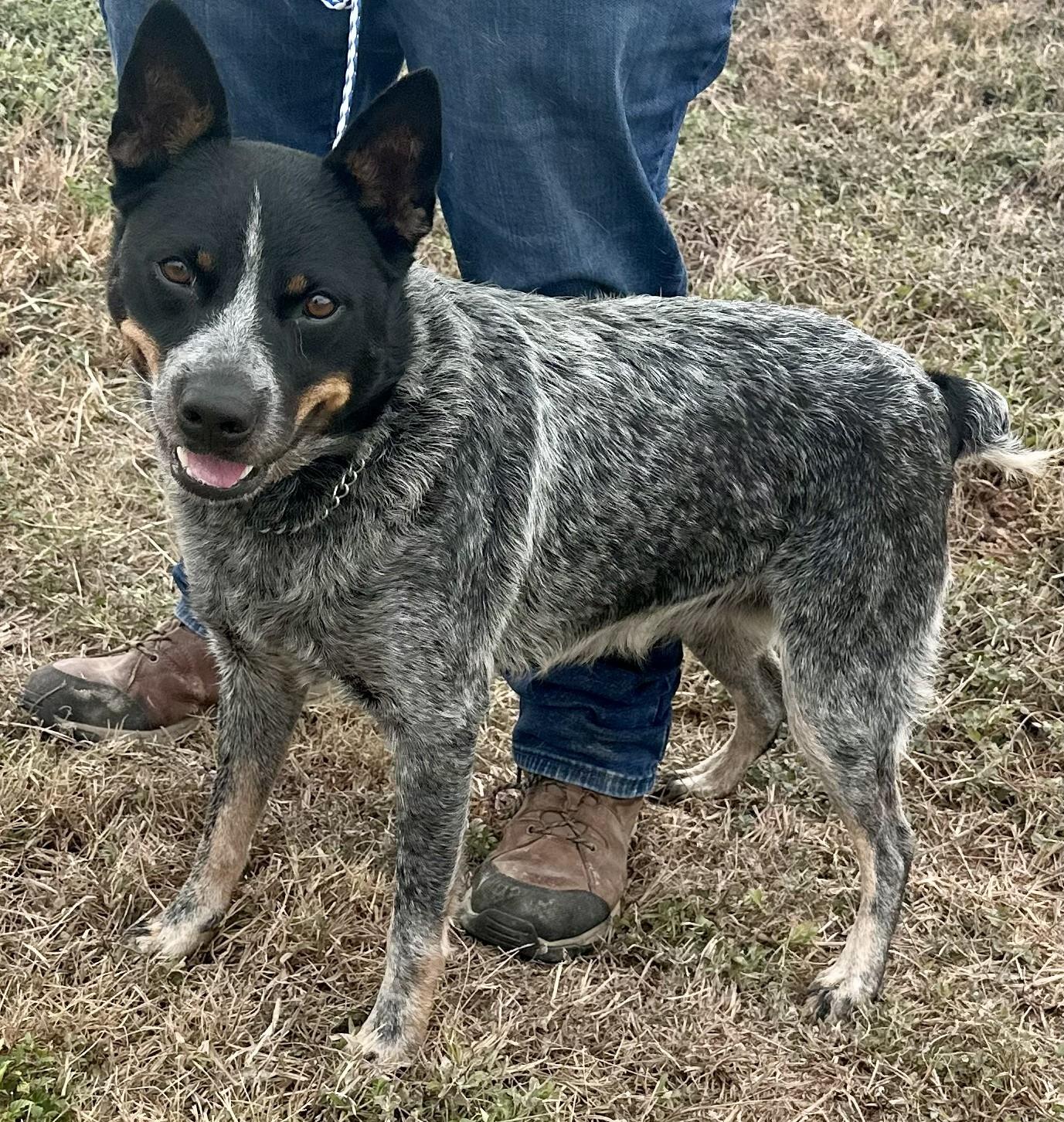 Enlarge Emma, a Adoptable Australian Cattle Dog / Blue Heeler in Edna, TX image 1/2