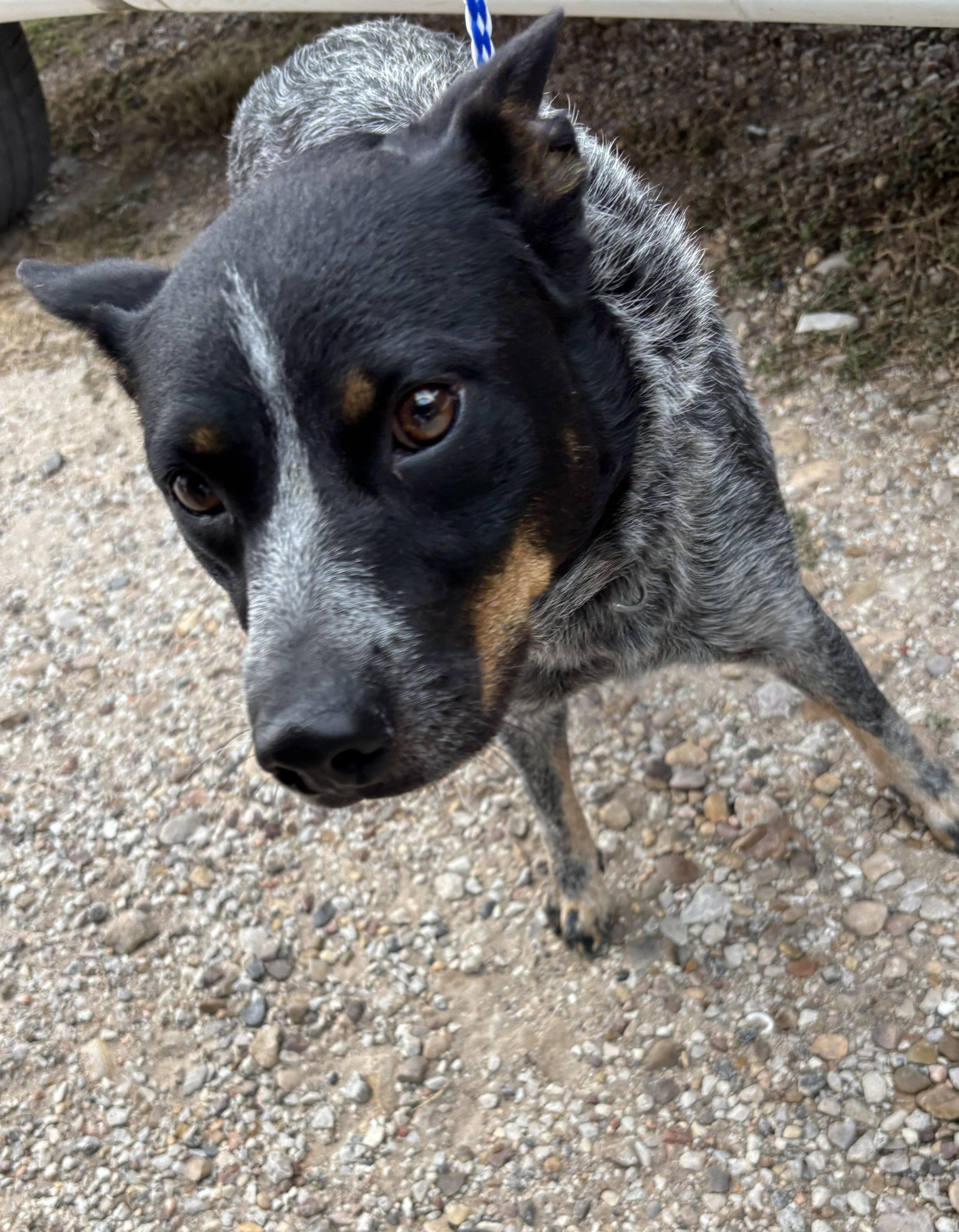 Enlarge Emma, a Adoptable Australian Cattle Dog / Blue Heeler in Edna, TX image 2/2