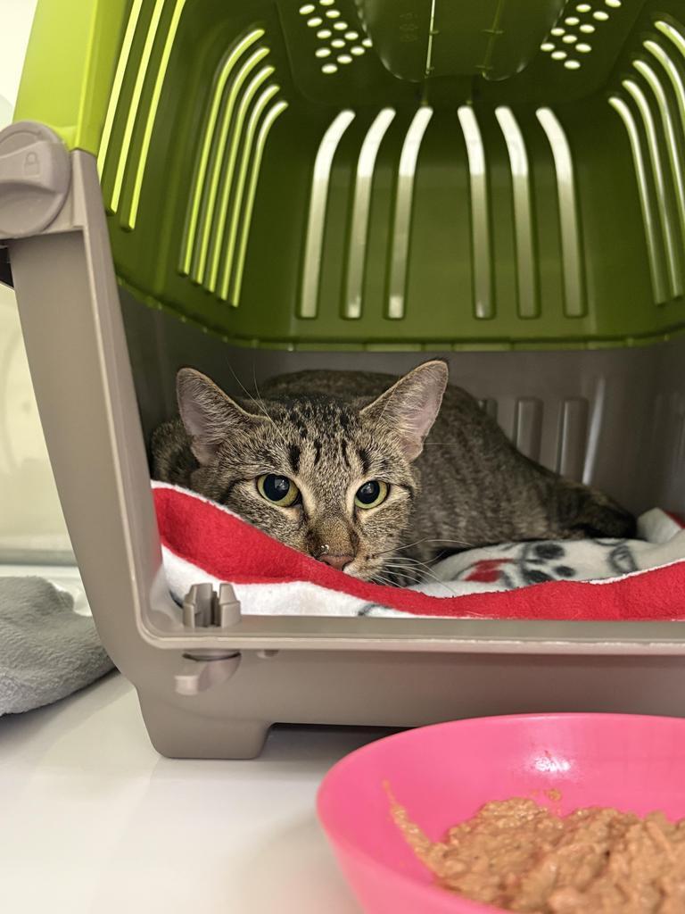 Leslie, Adoptable, Adult Female Domestic Short Hair.