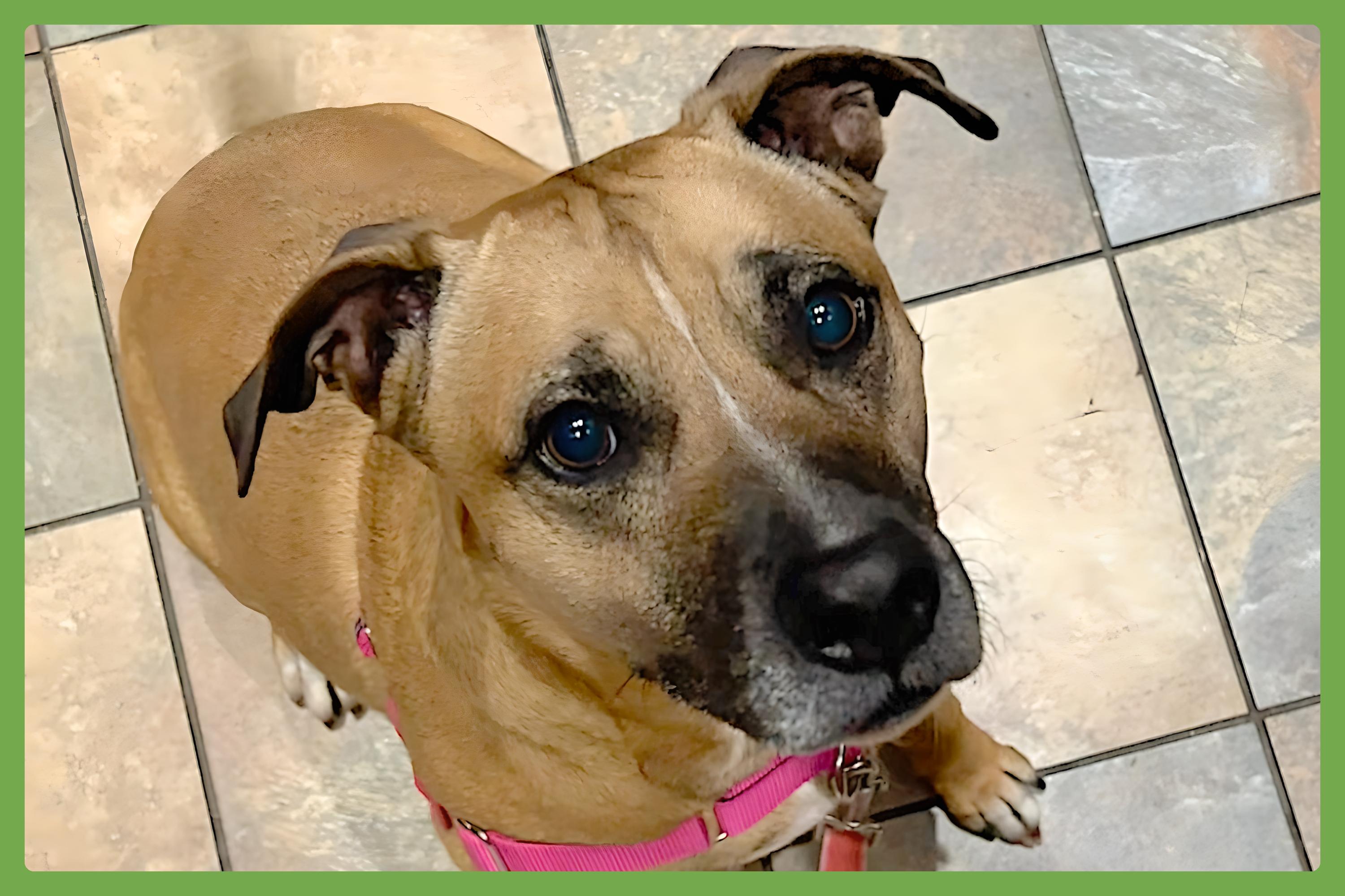 Beanie, Adult Female unknown