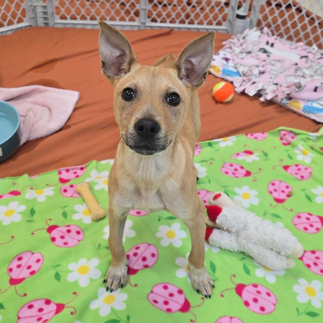 Lily — thumbnail 3