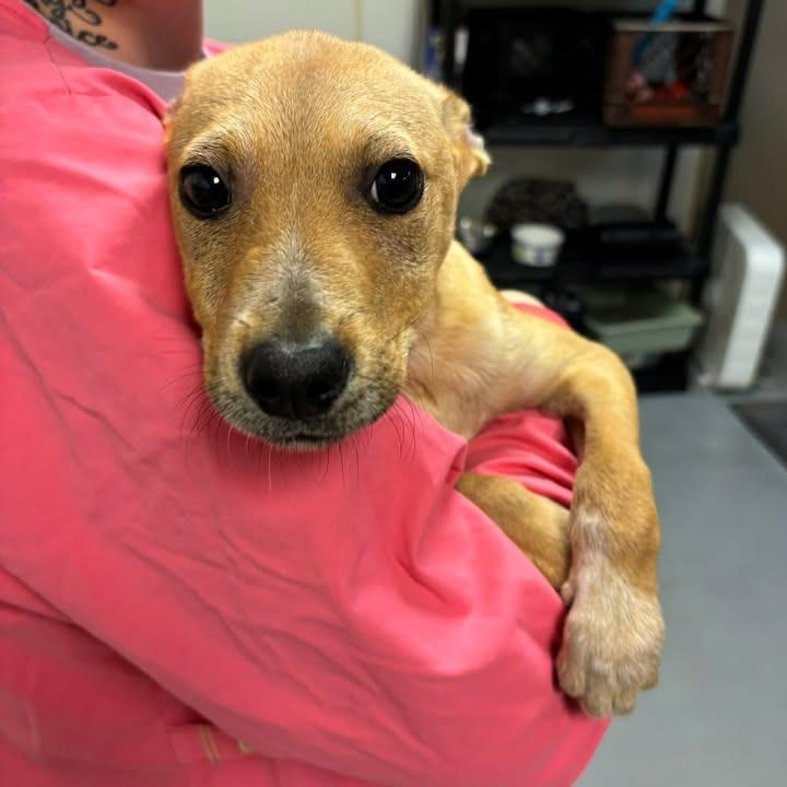 Lily — thumbnail 4