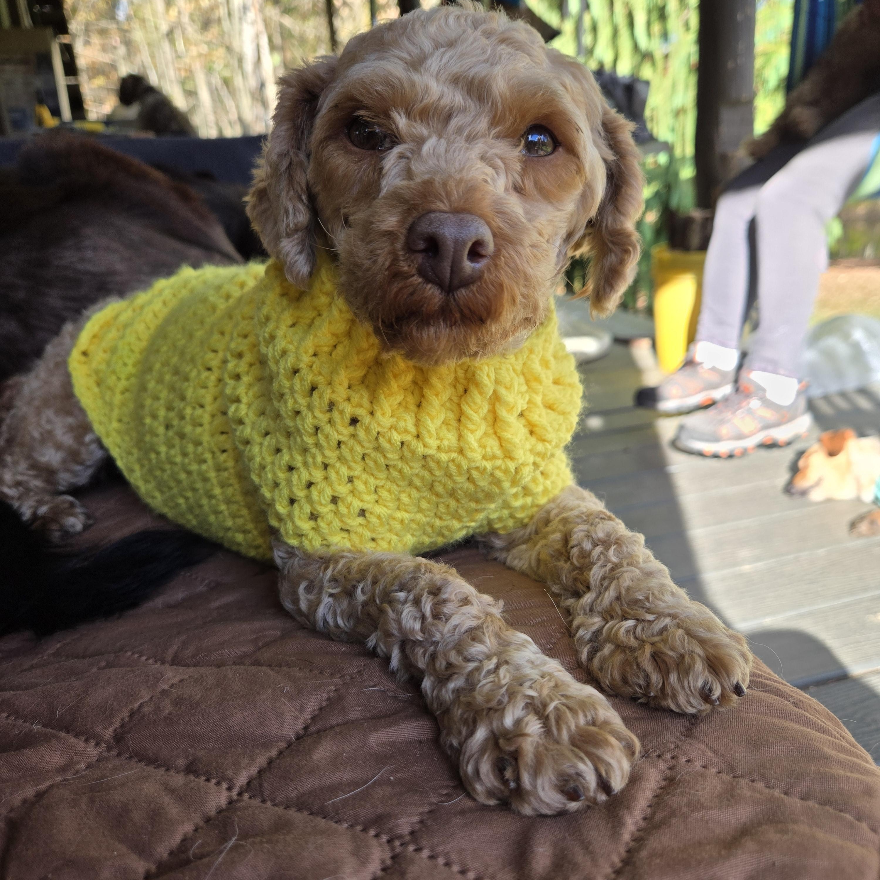 Trixie Sampson, Adoptable, Adult Female Miniature Poodle.