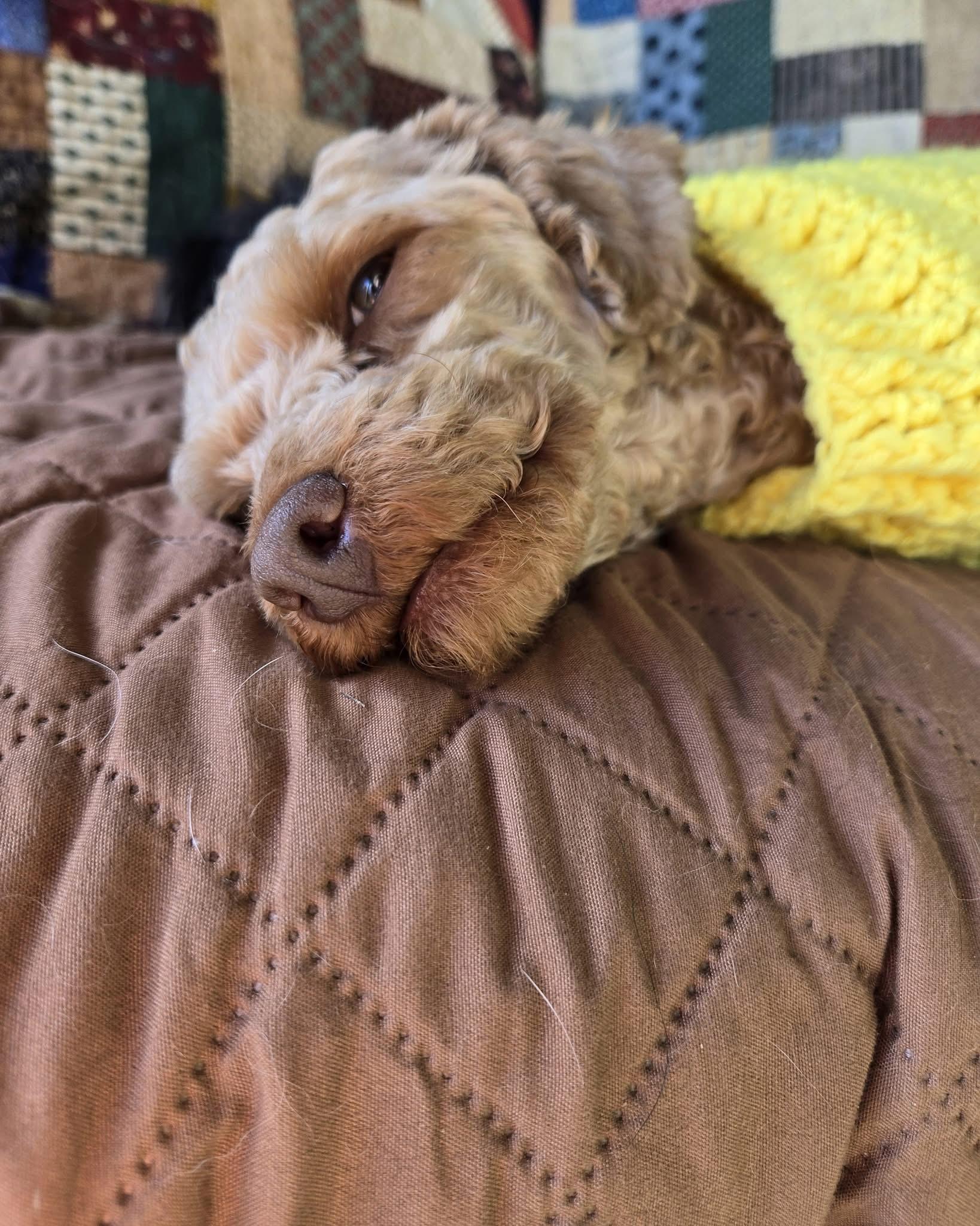 Trixie Sampson, a Adoptable Miniature Poodle image 2/5