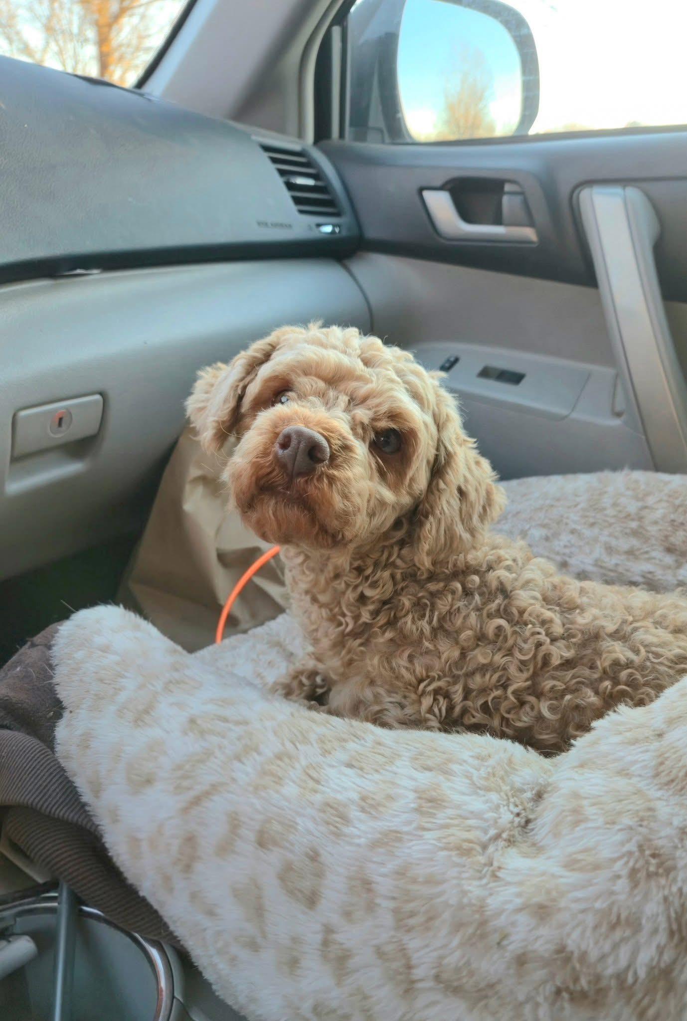 Trixie Sampson, a Adoptable Miniature Poodle image 3/5