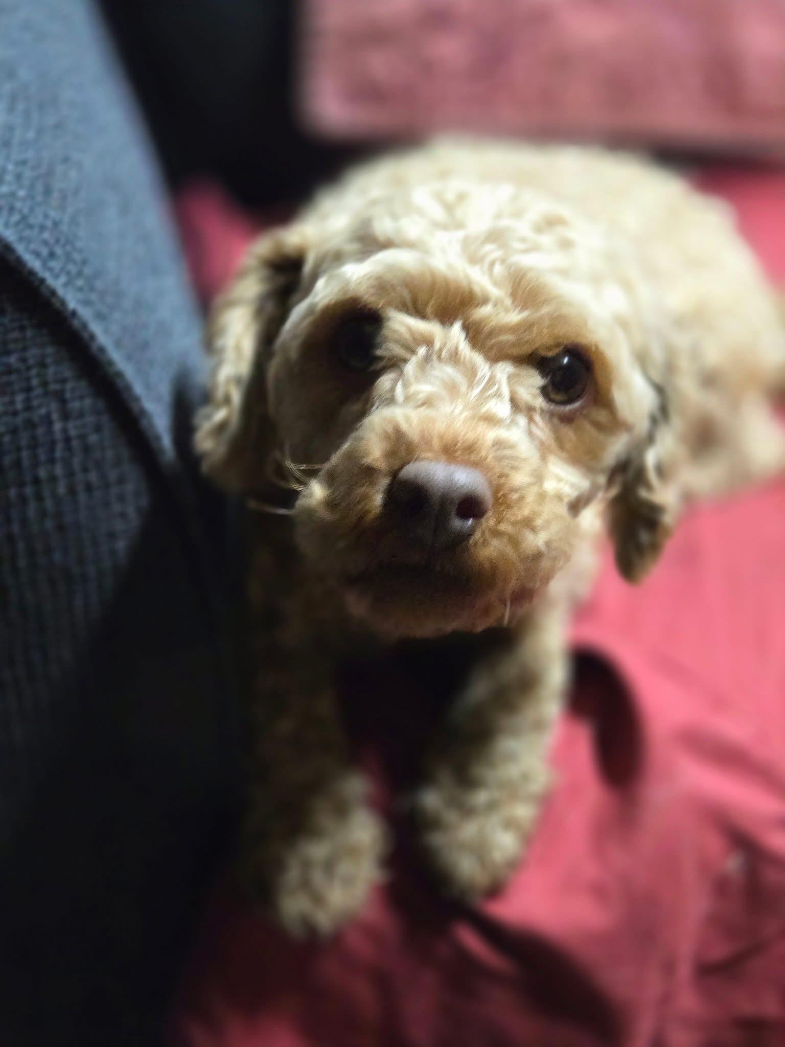 Trixie Sampson, a Adoptable Miniature Poodle image 5/5