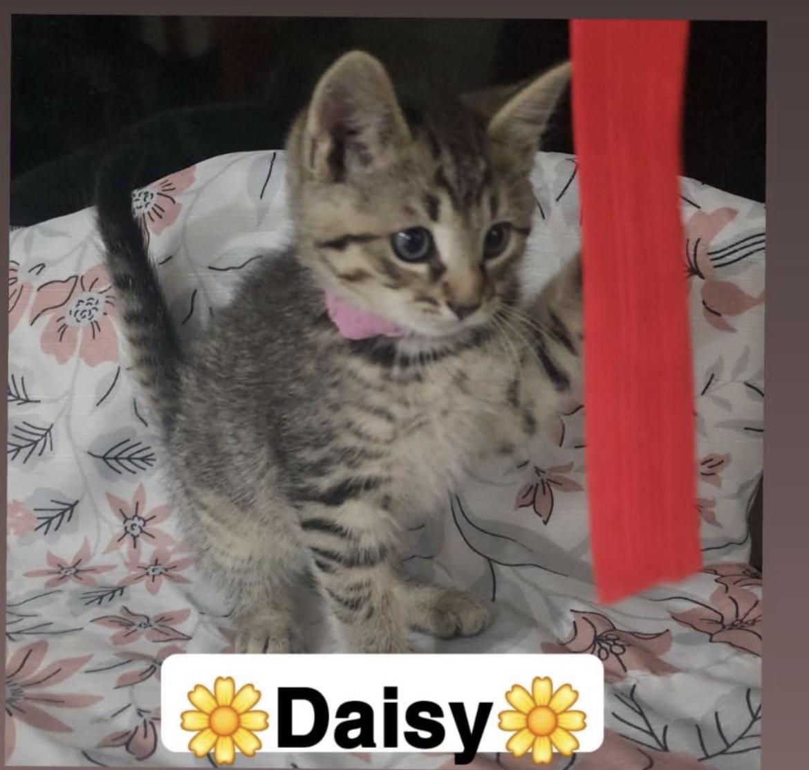 Daisy & Iris