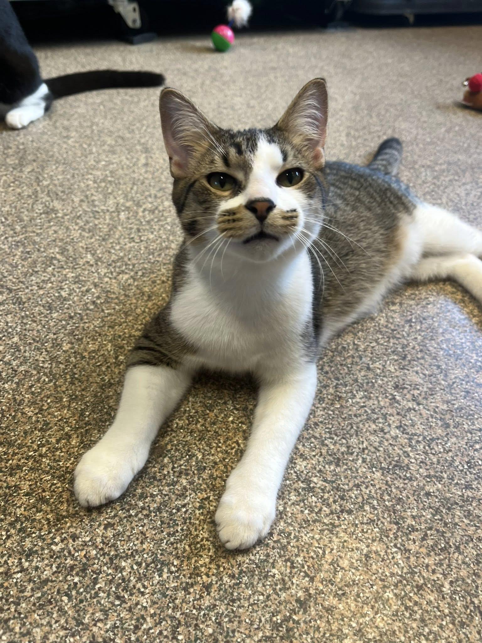 Mary + Randy, Adoptable, Kitten Male Domestic Short Hair.