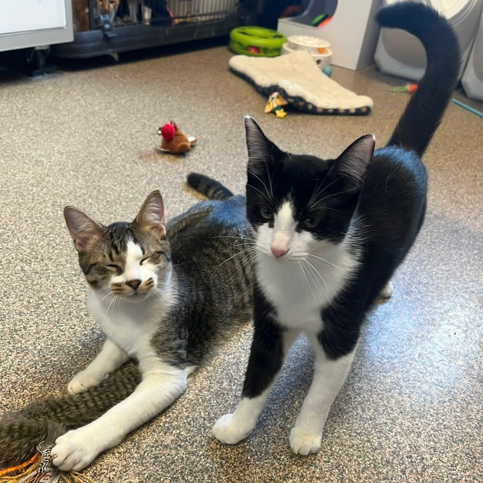 Mary + Randy, a Adoptable Domestic Short Hair in Sterling Heights, MI image 2/6