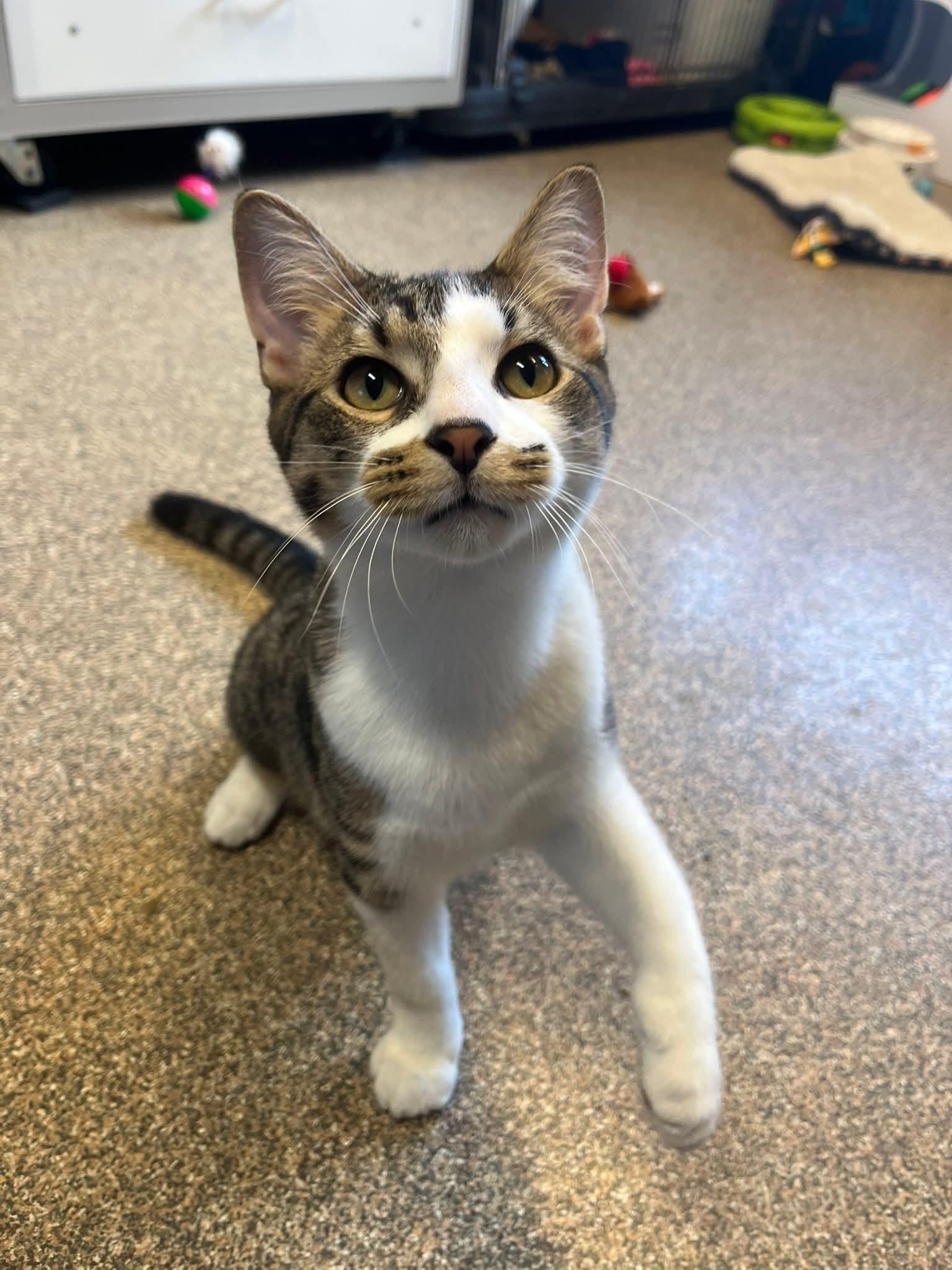 Mary + Randy, a Adoptable Domestic Short Hair in Sterling Heights, MI image 6/6