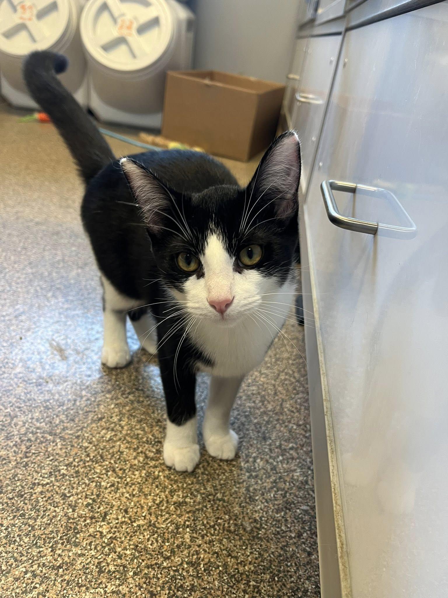 Mary + Randy, a Adoptable Domestic Short Hair in Sterling Heights, MI image 3/6