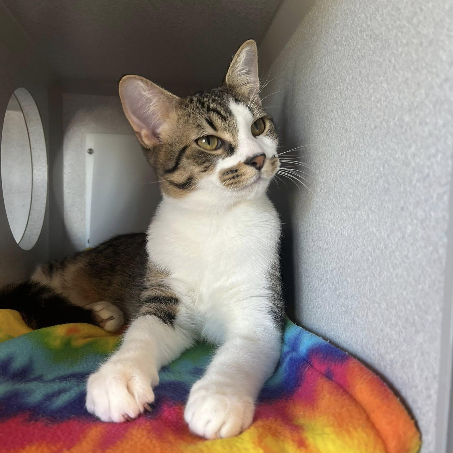 Mary + Randy, a Adoptable Domestic Short Hair in Sterling Heights, MI image 4/6