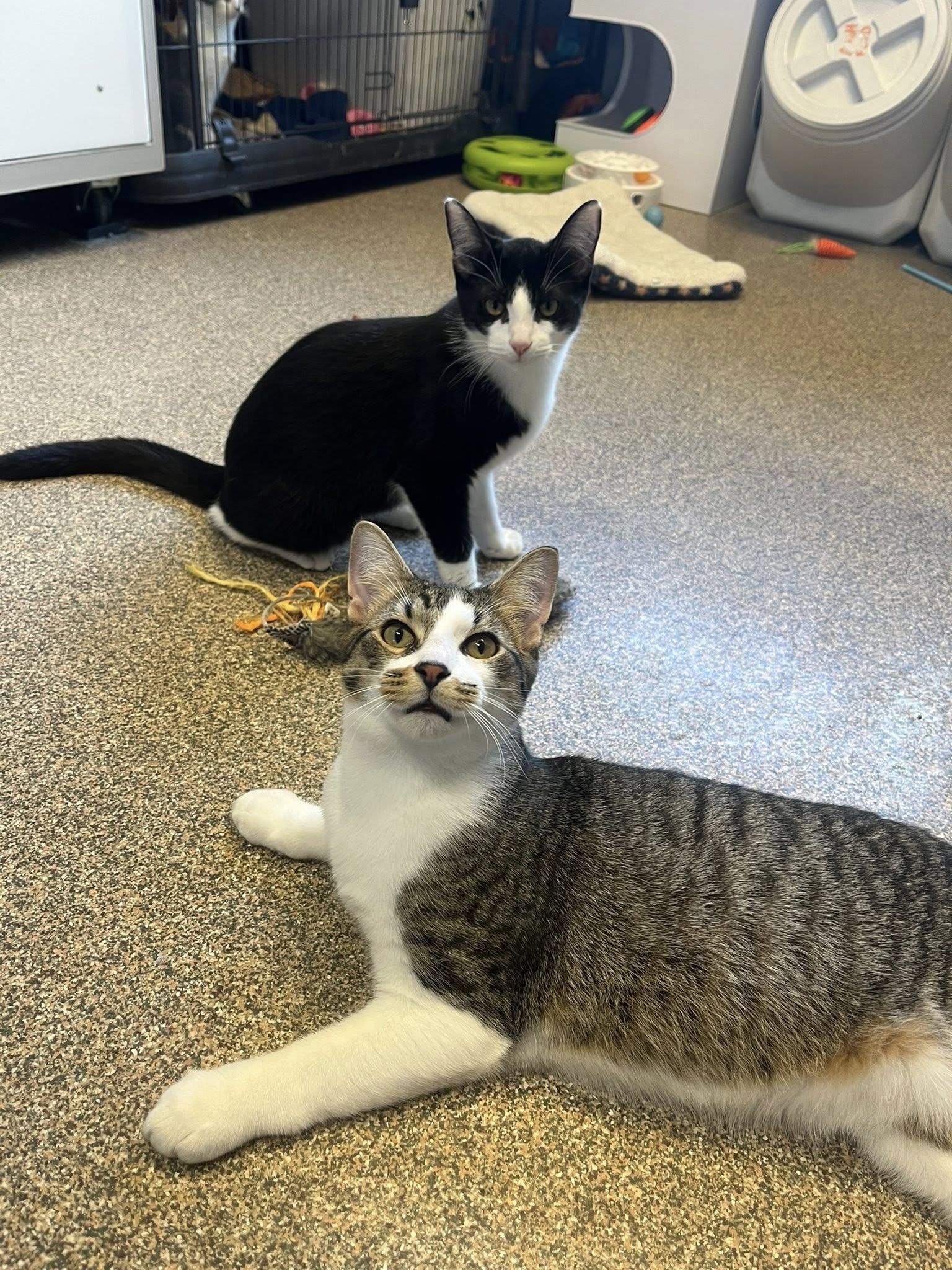 Mary + Randy, a Adoptable Domestic Short Hair in Sterling Heights, MI image 5/6