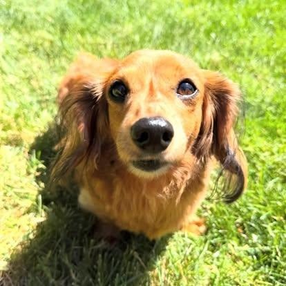 Enlarge Rigsby, a ADOPTABLE Dachshund (Miniature Long Haired) in Portland, OR image 1/6