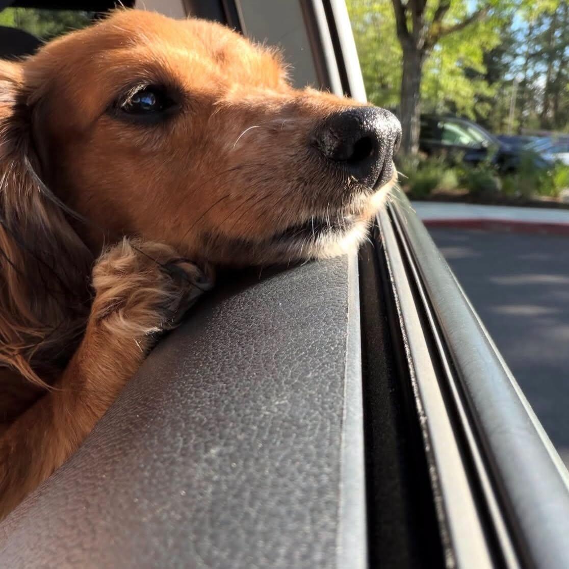 Enlarge Rigsby, a ADOPTABLE Dachshund (Miniature Long Haired) in Portland, OR image 6/6