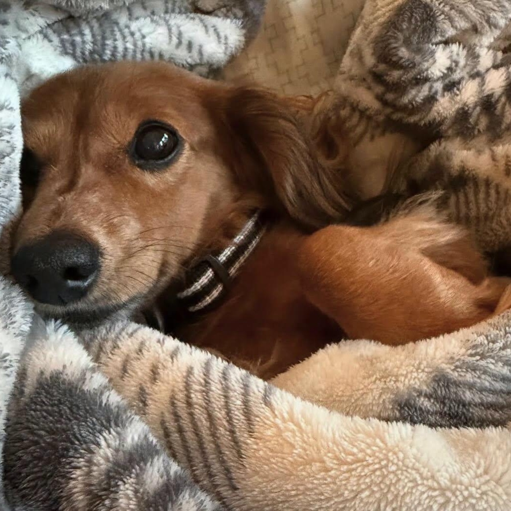 Enlarge Rigsby, a ADOPTABLE Dachshund (Miniature Long Haired) in Portland, OR image 4/6