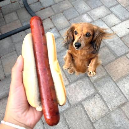 Enlarge Rigsby, a ADOPTABLE Dachshund (Miniature Long Haired) in Portland, OR image 2/6
