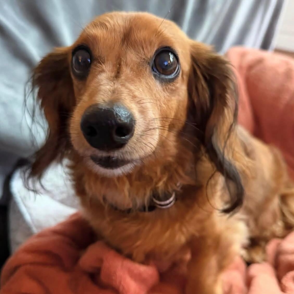 Enlarge Rigsby, a ADOPTABLE Dachshund (Miniature Long Haired) in Portland, OR image 5/6