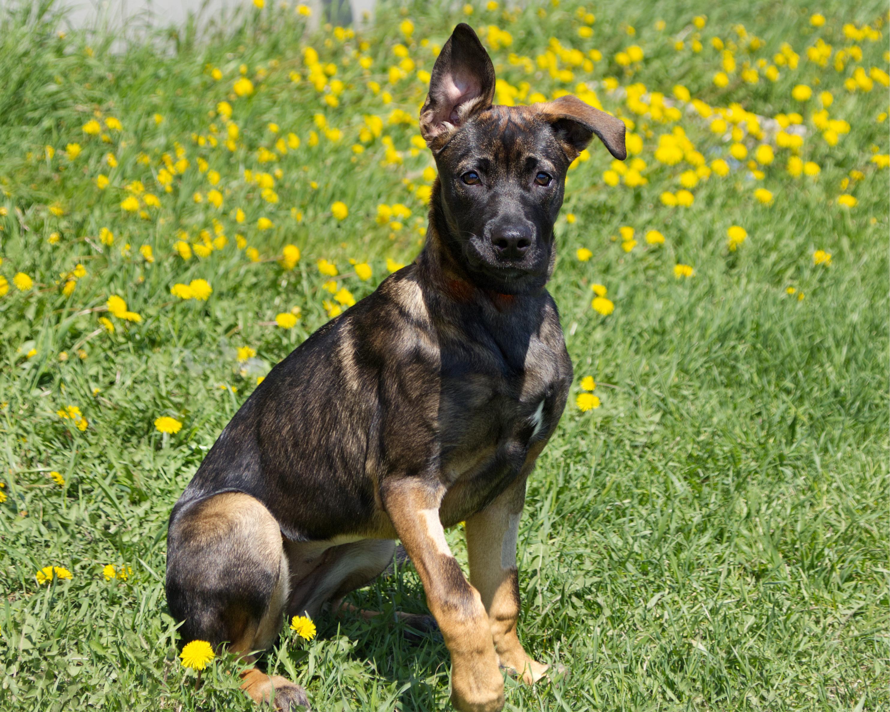 Enlarge Carly, an adoptable mixed breed in Winnipeg, MB image 3/4