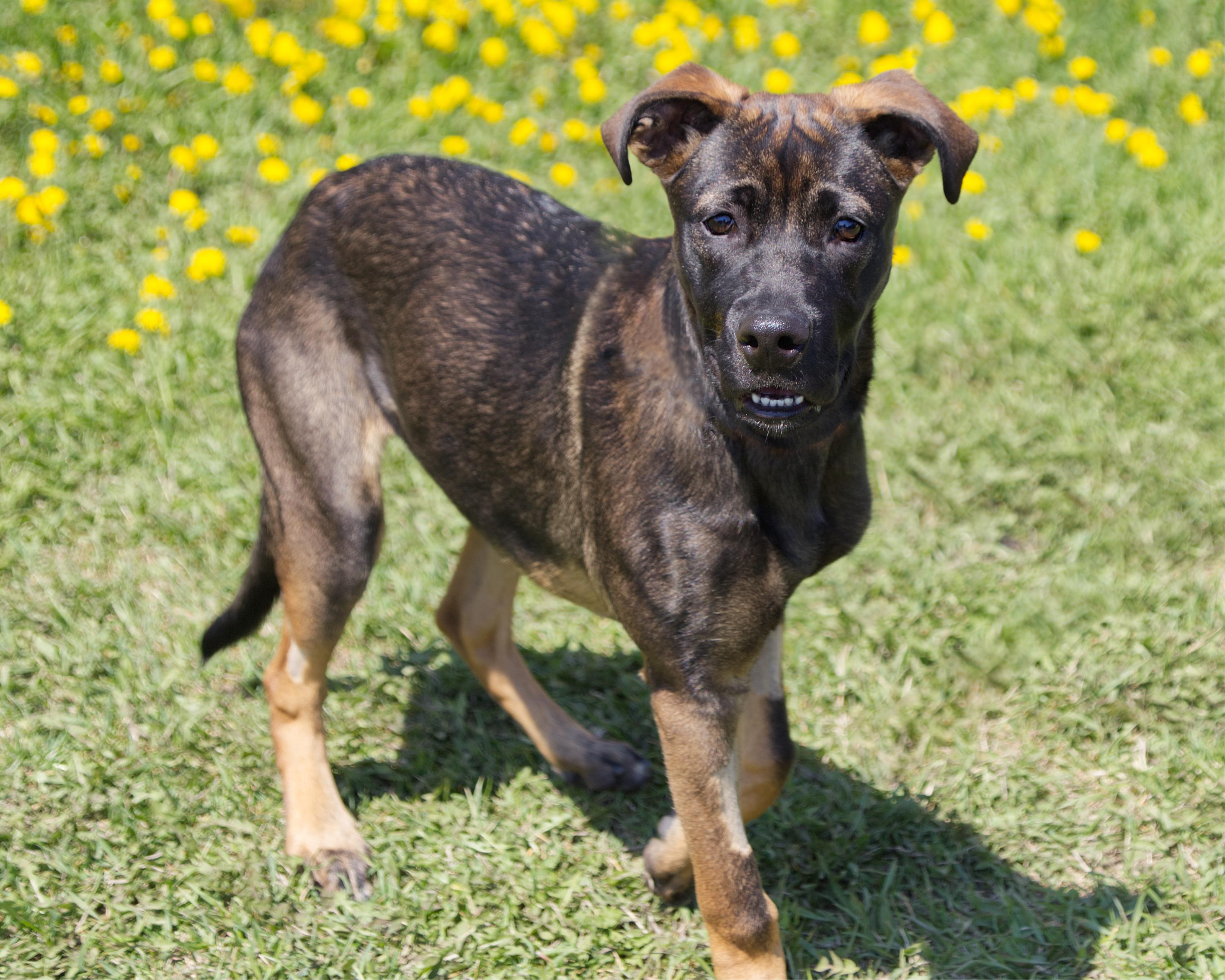 Enlarge Carly, an adoptable mixed breed in Winnipeg, MB image 2/4