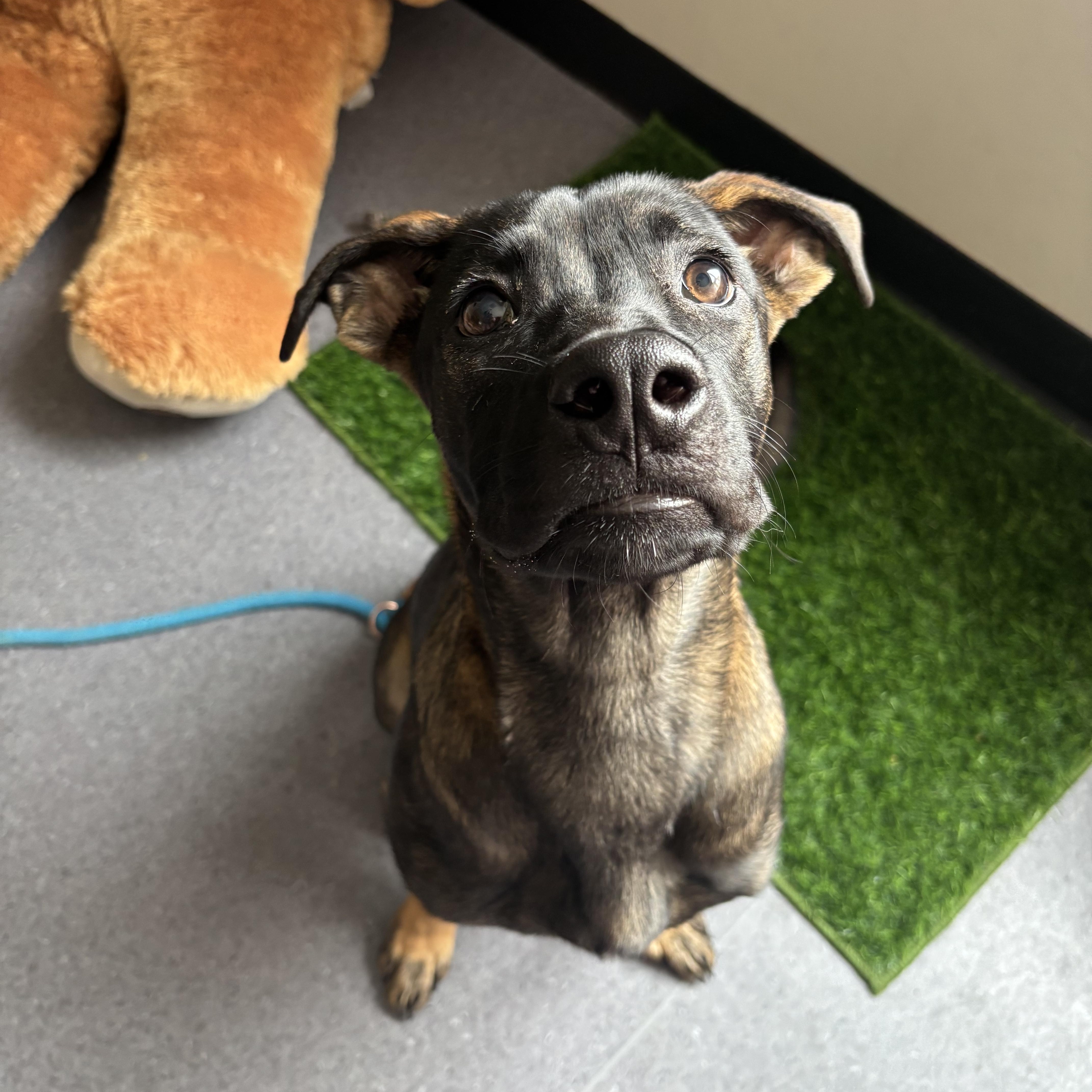 Enlarge Carly, an adoptable mixed breed in Winnipeg, MB image 4/4