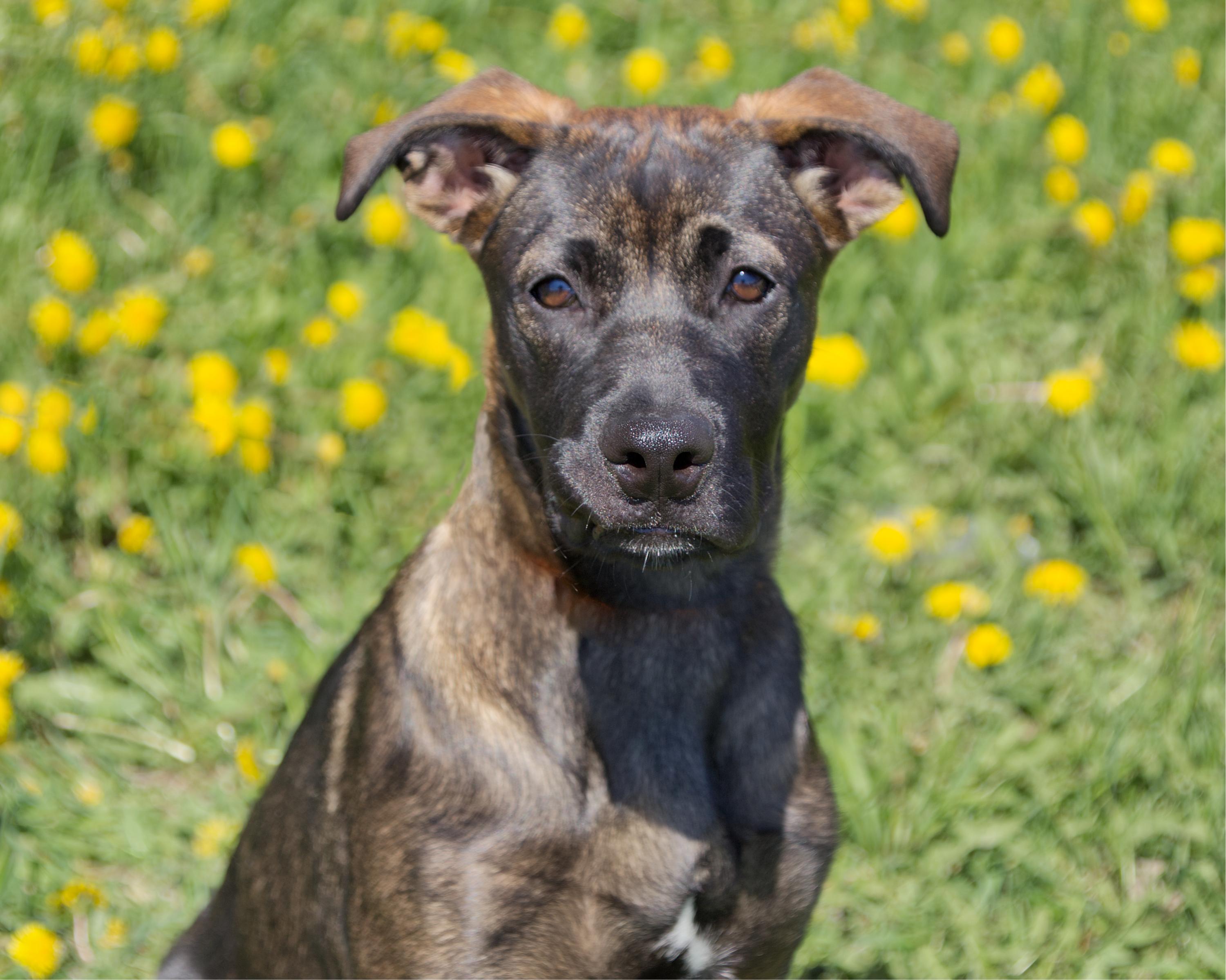 Enlarge Carly, an adoptable mixed breed in Winnipeg, MB image 1/4